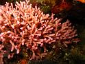 algue Aphiroa sp